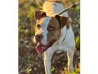 Adopt Papaya a White Springer Spaniel dog in Bend, OR (41378414)