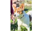 Adopt Zeke a Brown/Chocolate - with White Basenji dog in Bend, OR (41378408)