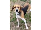 Adopt Daffodil a Tricolor (Tan/Brown & Black & White) Treeing Walker Coonhound