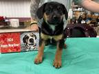 Adopt Layla a Hound (Unknown Type) / German Shepherd Dog dog in Irwin