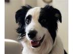 Adopt Jango a Border Collie / Mixed dog in San Ramon, CA (41398042)