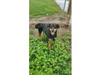 Adopt Meadow a Black - with Brown, Red, Golden, Orange or Chestnut Beauceron /