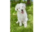 Adopt Makita a Australian Shepherd / Mixed dog in Troy, IL (41322368)