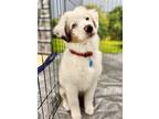 Adopt Hilti a Australian Shepherd / Mixed dog in Troy, IL (41322371)