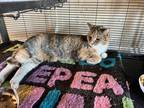 Adopt Peggy Sue a Orange or Red (Mostly) Domestic Shorthair (short coat) cat in