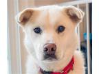 Adopt Somi a Jindo / Mixed dog in San Ramon, CA (40399076)