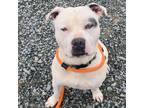 Adopt Apollo a Tan/Yellow/Fawn American Staffordshire Terrier / Mixed Breed