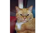 Adopt Sven a Orange or Red Tabby Domestic Shorthair (short coat) cat in