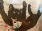 Adopt Sage a All Black American Shorthair / Mixed (short coat) cat in Chapel