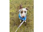 Adopt Leilani a White - with Brown or Chocolate Border Collie / Australian