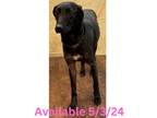 Adopt Dog Kennel #32 a Greyhound / Mixed Breed (Medium) / Mixed dog in