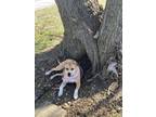Adopt Twinkie a Tan/Yellow/Fawn Black Mouth Cur / American Staffordshire Terrier