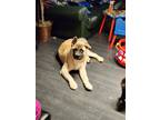 Adopt niko a Black - with Tan, Yellow or Fawn Akita / Mixed dog in Swansea