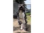 Adopt Beau a Mixed Breed (Large) / Mixed dog in Spokane Valley, WA (41397959)