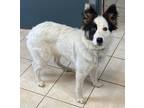 Adopt SKARLETT a White - with Brown or Chocolate Collie / Mixed Breed (Medium) /