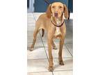 Adopt HONEY a Tan/Yellow/Fawn - with White Vizsla / Mixed Breed (Large) / Mixed