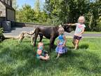 Adopt Remington a Gray/Blue/Silver/Salt & Pepper Great Dane / Mixed dog in