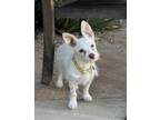 Adopt Acapulco a White Terrier (Unknown Type, Small) / Mixed dog in Los