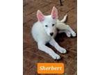 Adopt Sherbert a German Shepherd Dog / Husky / Mixed dog in Scottsboro