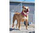 Adopt Tilda a American Pit Bull Terrier / Mixed dog in Van Wert, OH (40813816)