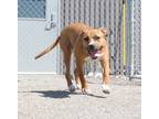 Adopt Sunflower a Terrier (Unknown Type, Small) / Boxer / Mixed dog in Van Wert