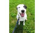 Adopt Orion a Dalmatian / Husky / Mixed dog in Van Wert, OH (41359791)