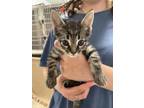 Adopt Ditto a All Black Domestic Mediumhair / Mixed Breed (Medium) / Mixed