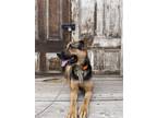 Adopt Zion a Black German Shepherd Dog / Mixed dog in Stagecoach, NV (40728776)