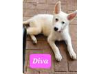 Adopt Diva a German Shepherd Dog / Husky / Mixed dog in Scottsboro