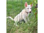 Adopt Belle a German Shepherd Dog / Husky / Mixed dog in Scottsboro