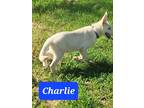 Adopt Charlie a German Shepherd Dog / Husky / Mixed dog in Scottsboro