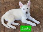 Adopt Lucky a German Shepherd Dog / Husky / Mixed dog in Scottsboro