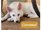 Adopt Caramel a German Shepherd Dog / Husky / Mixed dog in Scottsboro