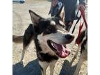Adopt Maui a Tricolor (Tan/Brown & Black & White) Alaskan Malamute / German
