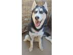 Adopt Dottie a Black - with White Siberian Husky / Mixed dog in San Juan