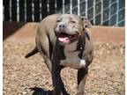 Adopt Pearl a Pit Bull Terrier / Mixed dog in Napa, CA (41196089)
