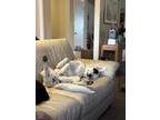 Adopt Brooke a White - with Black Border Collie / Great Pyrenees / Mixed dog in
