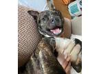 Adopt King a Brindle American Pit Bull Terrier / Mixed Breed (Medium) / Mixed