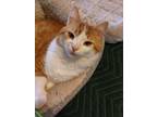 Adopt Sully a Orange or Red Tabby Domestic Shorthair (short coat) cat in