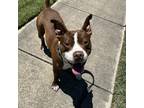 Adopt Maximus a Red/Golden/Orange/Chestnut American Staffordshire Terrier /