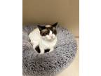 Adopt Jasmine a Snowshoe (short coat) cat in Parlier, CA (41386723)