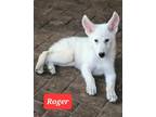 Adopt Roger a German Shepherd Dog / Husky / Mixed dog in Scottsboro