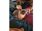 Adopt THEA a Gray, Blue or Silver Tabby Domestic Longhair / Mixed (long coat)
