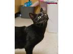 Adopt Brick a Black (Mostly) Bombay (short coat) cat in Houston, TX (41397644)