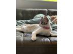 Adopt Peaches a Cream or Ivory Siamese (short coat) cat in Oceanside