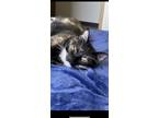 Adopt Arya and Ed a Tortoiseshell American Shorthair / Mixed (medium coat) cat