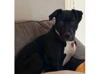 Adopt Maximus a Black - with White Australian Shepherd / American Pit Bull