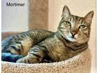 Adopt Mortimer a Domestic Mediumhair / Mixed cat in St. George, UT (40947327)