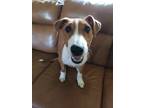 Adopt Romance a Australian Shepherd / Bull Terrier / Mixed dog in Bloomington