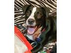 Adopt Duke *VIP* a Black Golden Retriever / Mixed Breed (Medium) / Mixed (short